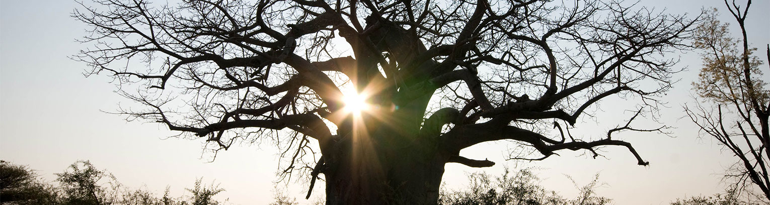 enticing africa Baobab Kavango hires