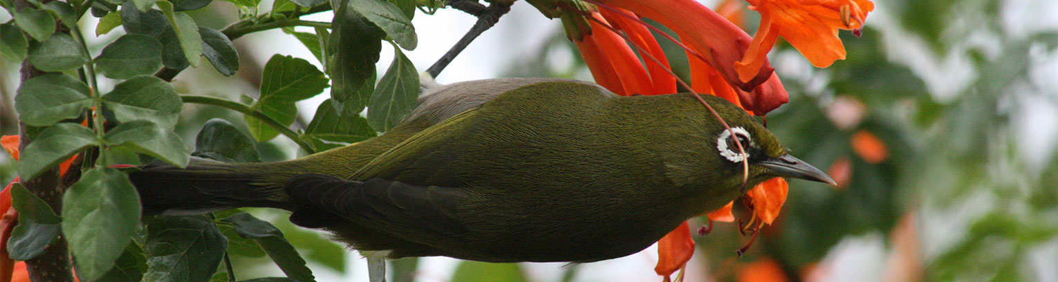 enticing africa bird honeysuckle horizontal