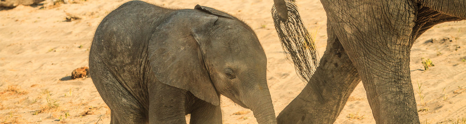 enticing africa Afrika 2012 083