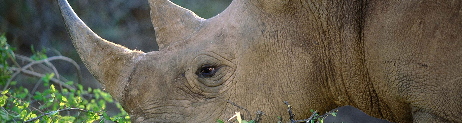 Module 11 Zululand and Wild Animals