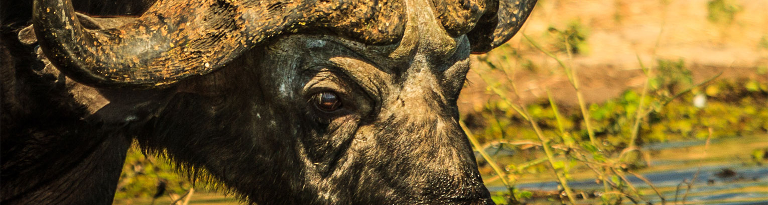 Module 12 About Zulus Swazis and the Big 5