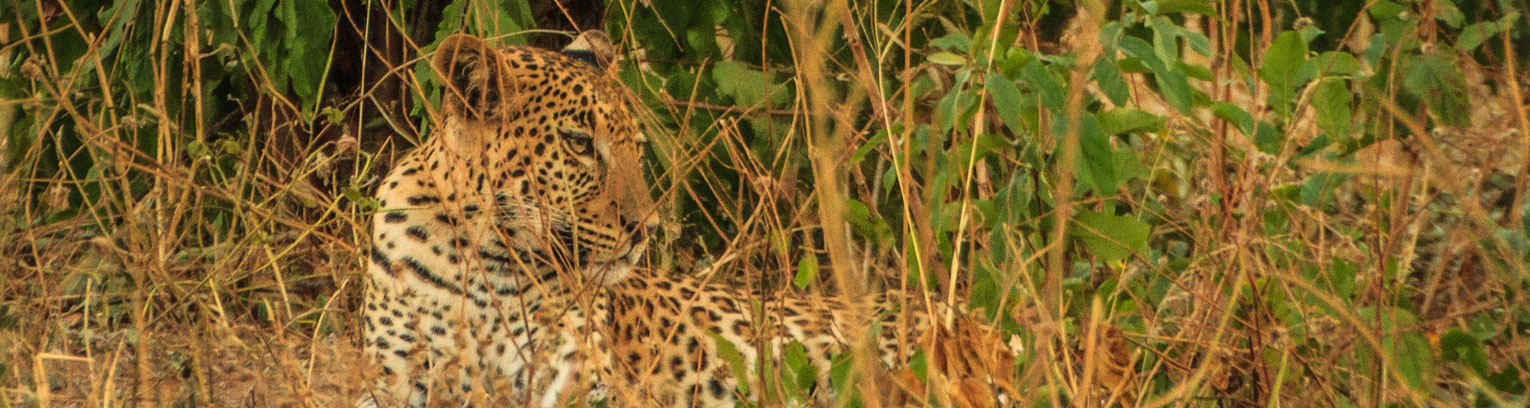 Module 13 The Animal Kingdom