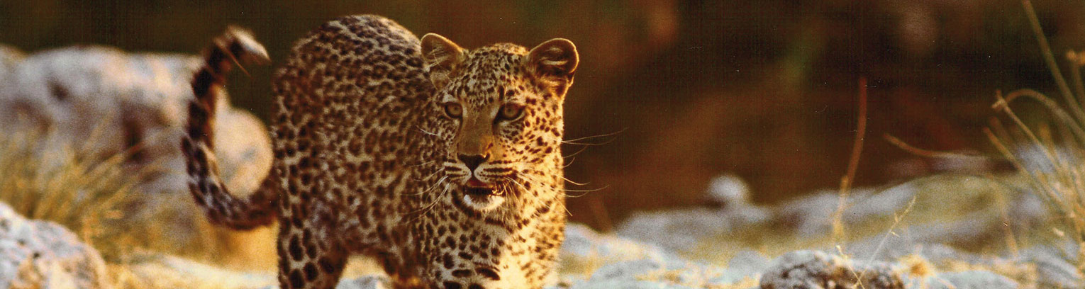 Module 14 Game Experience Par Excellence and Limpopo