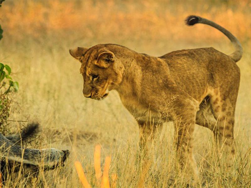 Module 14: Game Experience Par Excellence and Limpopo