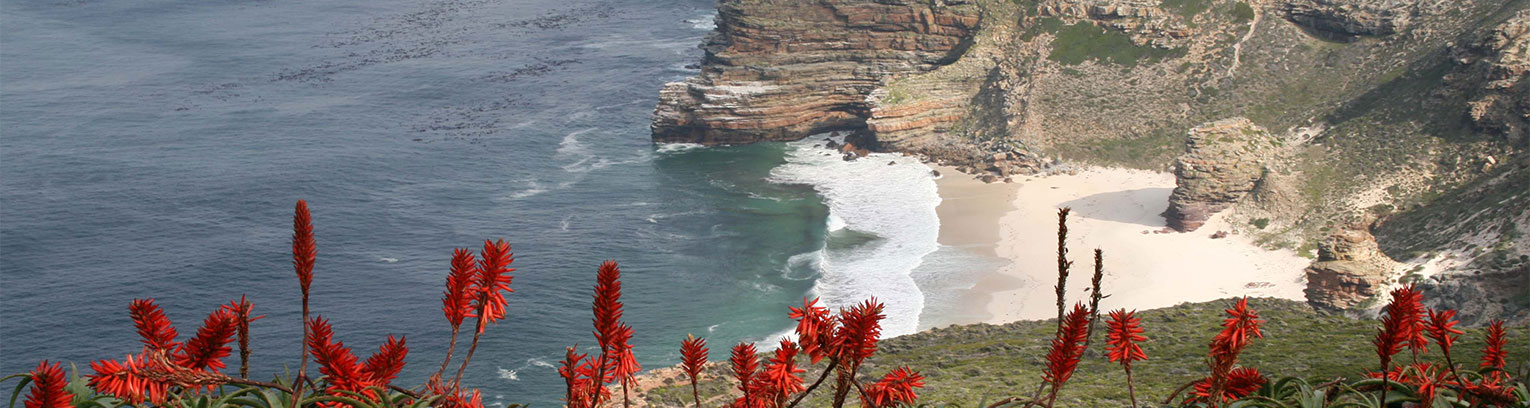 enticing africa aloe cape point