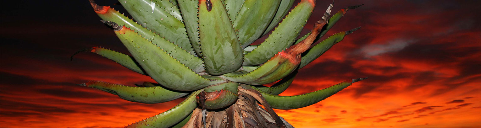 enticing africa aloe sunset 1