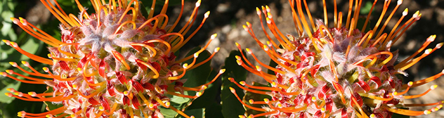 enticing africa pincushion