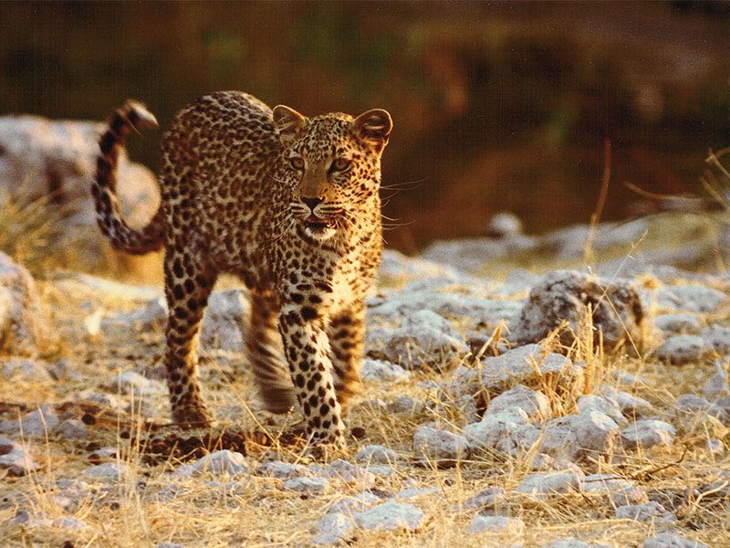 Safaris in National Parks and Game Reserves
