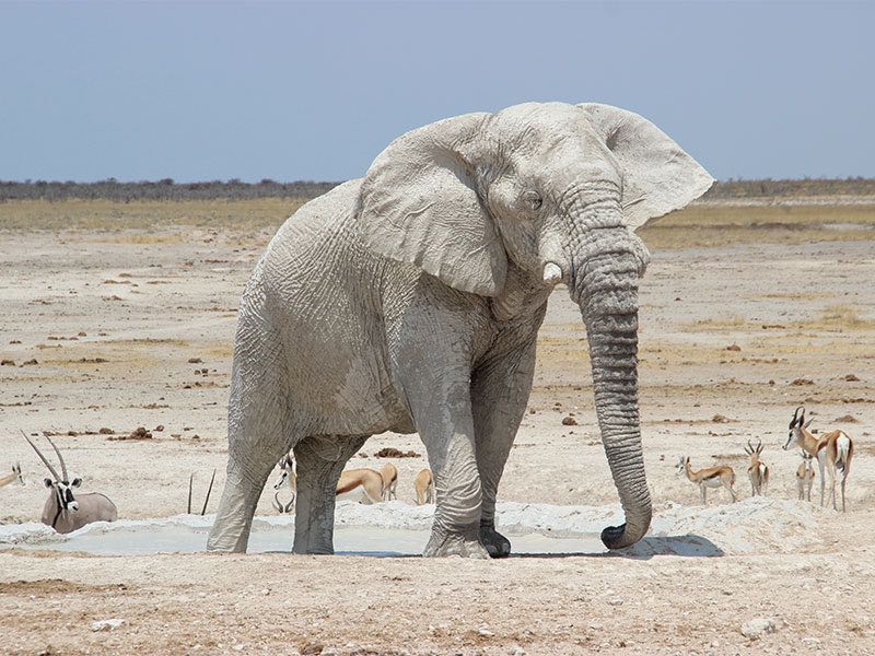 Once in a lifetime Safari in Africa's untamed Wilderness