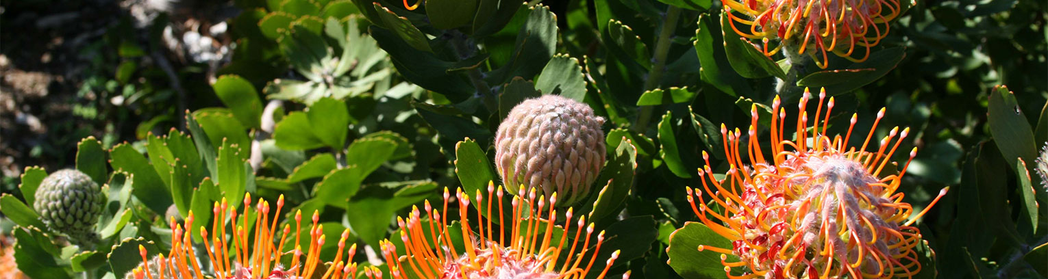 enticing africa pincushion 1