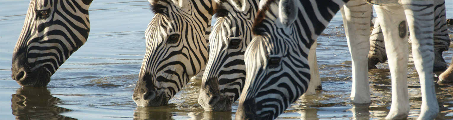 enticing africa Etosha Zebra