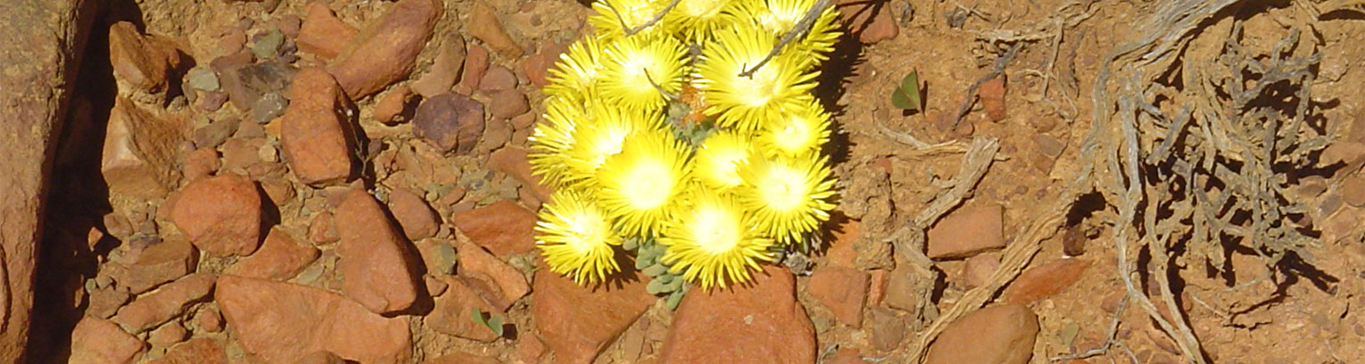 enticing africa DSC00980