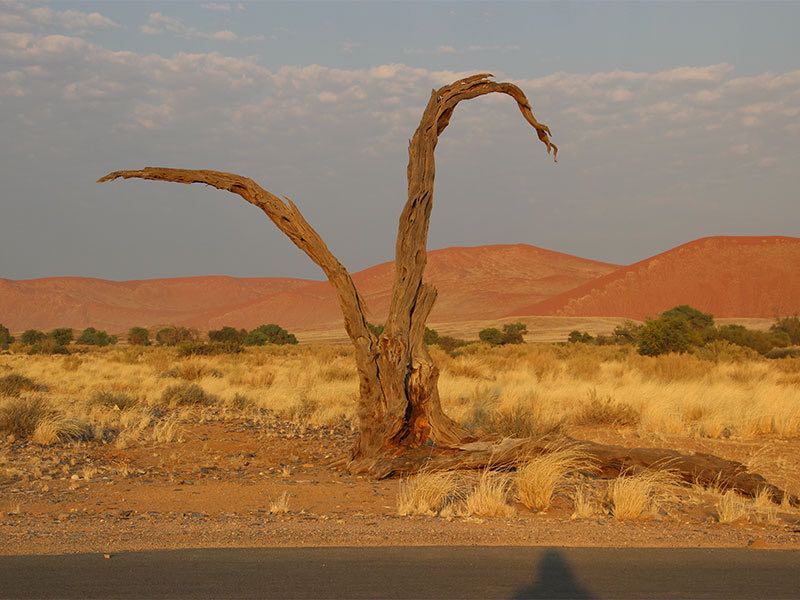 Tour 3: "Through the Desert(s)"