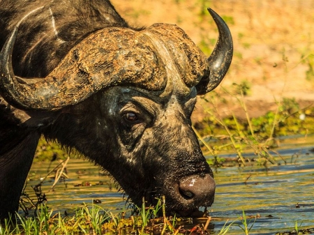 Enticing AfricaAfrika 2012 13218